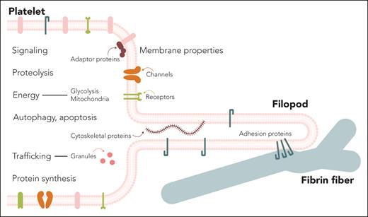 Cellular and extracellular processes and structures that might be pharmacological targets to inhibit blood clot contraction. The figure illustrates the basic cellular mechanism of clot contraction: an activated platelet extends a filopod containing the adhesion protein integrin αIIbβ3 in its membrane, which attaches to a fibrin fiber and pulls on it, creating a kink and thereby contracting the fibrin network and the entire clot. Dynamic cytoskeletal proteins are responsible for cycles of extension and retraction of multiple filopodia formed in a single platelet. The text inside and outside of the platelet designates the structures and processes that can be affected by the molecules identified in the screen described in the article by Buitrago et al.1 Professional illustration by somersault18:24 Studio BV.