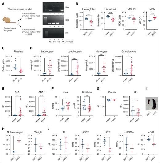 Alteration of organ functions in HbSS vs HbAA mice. (A) Representation of Townes genotypes. (B) Quantification of (from left to right) Hb, hematocrit, MCHC, MCV, and platelets in the blood of HbAA (blue) and HbSS (red) mice. (C) Quantification of platelets in the blood of HbAA (blue) and HbSS (red) mice. (D) Quantification of (from left to right) leukocytes, lymphocytes, monocytes, granulocytes, and eosinophils of HbAA (blue) and HbSS (red) mice. (E) Quantification of ALAT (left) and ASAT (right) of HbAA (blue) and HbSS (red) mice. (F) Quantification of urea (left) and creatinine (right) in the blood of HbAA (blue) and HbSS (red) mice. (G) Quantification of CK (left) and protids (right) in the blood of HbAA (blue) and HbSS (red) mice. (H) Weight of total spleen (left) or total weight of HbAA (blue) and HbSS (red) mice. (I) Picture of HbAA and HbSS mice spleen. (J) Measurement of pH (left), partial pressure in CO2 (pCO2; middle left), partial pressure in O2 (pO2; middle), and bicarbonates concentration (right) in venous blood of HbAA (blue) and HbSS (red) mice. Hematological parameters in Townes HbAA and HbSS mice evaluated by blood counter (∗P < .05; ∗∗P < .01; ∗∗∗P < .001; ∗∗∗∗P < .0001; Mann-Whitney test). ALAT, alanine aminotransferase; ASAT, aspartate aminotransferase; CK, creatine kinase; MCHC, mean corpuscular Hb concentration; MCV, mean corpuscular volume; WT, wild type C57Bl/6 mouse as a negative control.