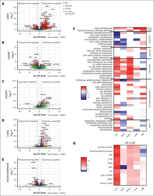 Global inflammatory and organ-specific transcriptomic signatures of the HbSS mice compared with HbAA. Volcano plots of the signature in the liver (A), heart (B), kidney (C), lung (D), and BM (E). The red dots represent the upregulated and downregulated genes in HbSS mice compared with HbAA (adjusted P < .5; log2 FC less than or equal to −1 or ≥1). (F) GSEA of the gene sets affected in the 5 organs. The heat map is built to represent the z score for each pathway, which is calculated as the NES multiplied by the −log10 q value, which is the P value adjusted for FDR. The Hallmarks pathways are grouped manually depending on the overall biological processes to which they can be related. (G) Upstream pathways, responsible for the transcriptomic changes in the tested organs, estimated by ingenuity pathways. AGT, angiotensin; BM, bone marrow; FC, fold change; NS, not significant.