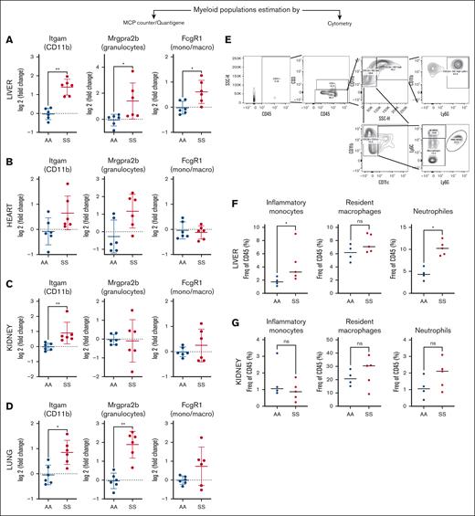 Immune infiltrate in the HbSS organs. Evaluation of the proportion of the myeloid cells in the liver (A), heart (B), kidney (C), and lung (D), based on the expression of genes extracted from the MCP-counter signatures, measured by QuantiGene. Gating strategy (E) for evaluation by flow cytometry of the immune infiltrate on fresh whole livers (F) and kidneys (G) from HbAA mice (AA; blue) and HbSS mice (SS; red). The gating strategy was as follows: inflammatory monocytes (LD/CD45+/CD11b+CD11c–/SSC low/LY6G–/Ly6C high) (left), macrophages (LD/CD45+/CD11b+/CD11c–/LY6G–/Ly6C low) (middle), neutrophiles (LD–/CD45+/CD11b+/CD11c–/SSC high/LY6G+) (right). ∗P < .05; ∗∗P < .01. Mann-Whitney test. LD, LIVE/DEAD viability marker; mono/macro, monocytes/macrophages; ns, not significant.