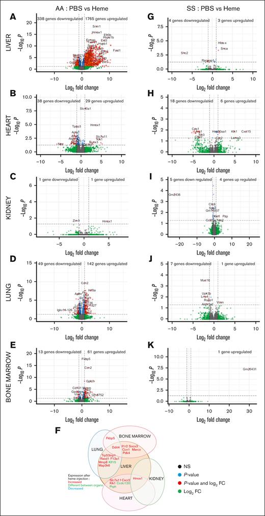Unexpected resistance of organs of HbSS mice to acute heme toxicity. Volcano plots of the signature in the liver (A), heart (B), kidney (C), lung (D), and BM (E) of HbAA mice injected with heme, compared with HbAA mice injected with PBS. (F) Common DEGs between the different organs of heme-injected HbAA mice. Volcano plots of the signature in the liver (G), heart (H), kidney (I), lung (J), and BM (K) of HbSS mice injected with heme compared with HbSS mice injected with PBS. The red dots represent the upregulated and downregulated genes in HbSS mice, compared with HbAA (adjusted P < .5; log2 FC less than or equal to −1 or ≥ 1). NS, not significant.