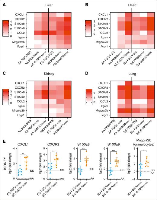 HO-1 inhibition alleviates the resistance of the HbSS mice to heme. Inflammatory genes expression measured by QuanatiGene in the liver (A), heart (B), kidney (C), and lung (D) of HbAA mice or HbSS mice, pretreated or not with SnMP and injected or not by heme. Heat maps representing the average log2 FC of the different groups of mice (n = 8 mice per group for SS PBS/heme and SS SnMP/heme; n = 6 for AA PBS/PBS and SS PBS/PBS; and n = 3 for AA PBS/heme and AA SnMP/Heme). CXCL1 and CXCR2 are chemokine ligand/receptor couple that plays a crucial role in recruiting neutrophils in response to tissue injury. S100a8/S100a9 form the calprotectin, which is released by neutrophils to stimulate proinflammatory responses in hemolytic conditions. Ccl2 is a chemokine for monocytes and immune cells. Itgam is the gene coding for CD11b, marker of myeloid cells. Mrgpra2b is an MCP-counter signature gene for granulocytes. Fcgr1 is Fc gamma receptor 1, an MCP-counter signature gene for monocytes/macrophages. (E) Examples of the data used for the generation of the heat map; showing the increased expression of inflammatory genes and granulocytes infiltrate in the HbSS mice injected with SnMP and heme, compared with the HbSS mice injected with heme alone. The dotted line indicates the average level of the HbAA and HbSS mice. ∗P < .05; ∗∗P < .01; ∗∗∗P < .001; Mann-Whitney test.