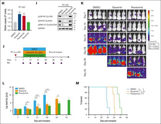 Oncogenic role of a novel GC fusion and its targetability. (A) Schematic diagram of G3BP1 and CSF1R rearrangement and Sanger sequencing validation of the GC fusion. Exons 1 to 8 of G3BP1 were fused to exons 12 to 22 of CSF1R. Red line, breakpoint. (B) Fluorescence in situ hybridization study and schematic diagram showing rearrangement of G3BP1 (left) and CSF1R (right) in the diagnostic BM of GC patient. Normal BM sample was used as the control. Scale bar, 10 μm. For both the G3BP1 and CSF1R loci, the normal cell has 2 red (5') and 2 green (3') signals, whereas the GC cell has 1 red (5') and 2 green (3') signals, indicating the loss of the red (5') signal in GC cell. The transcription of G3BP1 and CSF1R occurs in different directions, necessitating an inversion for the formation of a functionally effective gene fusion. (C) Schematic representation of the lentiviral vectors. (D) M07E and TF1 cells transduced with EV, CSF1R, or GC lentivirus (72 hours) were cultured without cytokine (GM-CSF) for 4 hours, and cell lysates were prepared for western blotting using indicated antibodies. Representative results from 3 independent experiments. (E) M07E and TF1 cells transduced with EV, CSF1R, or GC lentivirus were grown in medium without cytokine (GM-CSF), and cell viability was determined by CellTiter-Glo Luminescent Cell Viability Assay. Results are presented as mean ± standard deviation (SD) from 3 independent experiments. (F) Left, representative flow cytometric analysis of human CD45+ (hCD45+) cells in BM, liver, and sarcoma of non-obese diabetic-severe combined immunodeficiency IL2rγ null (NSG) mice intravenously injected with TF1-EV or TF1-GC cells (3e6 cells) for 28 days. Right, quantification of hCD45+ cells. ∗∗ and ∗∗∗ indicate P < .01 and P < .001 vs EV, respectively, by Student t test. EV, n = 3; GC, n = 3. (G) GC patient cells (from diagnostic BM) and TF1-GC cells were treated with dasatinib, pexidartinib, and ruxolitinib. DMSO was used as the control. After 72 hours, cell viability was determined using the CellTiter-Glo Luminescent Cell Viability Assay. IC50 was calculated by GraphPad Prism. (H) TF1-GC cells were treated with 100 nM dasatinib, 1000 nM pexidartinib, and 1000 nM ruxolitinib for 24 hours, and the induction of cell apoptosis was measured by Caspase-Glo 3/7 assay. ∗∗∗ indicate P < .001 vs DMSO by 1-way analysis of variance (ANOVA) followed by Dunnett test. Results are expressed as mean ± SD from 3 independent experiments. (I) TF1-GC cells were treated with 100 nM dasatinib, 1000 nM pexidartinib, and 1000 nM ruxolitinib for 4 hours, and phosphorylation of CSF1R, STAT5, and ERK1/2 was detected by western blotting. Representative results of 2 independent experiments. (J) Experimental design of in vivo drug treatment. NSG mice were intravenously injected with 3e6 TF1-Luc-GC cells and treated with DMSO, 20 mg/kg dasatinib, and 40 mg/kg pexidartinib daily for 21 days by oral gavage starting from day 7 after cell injection. Leukemia burden was monitored by bioluminescence imaging (BLI) every 7 days from day 7 to day 42 after transplant. Survival of mice was measured after discontinuing treatment. (K) Follow-up of BLI of mice detected by in vivo imaging system spectrum. (L) Quantification of bioluminescence signal (total flux) of mice over time. ∗, ∗∗, and ∗∗∗∗ indicate P < .05, P < .01, and P < .0001 vs DMSO, respectively, by 1-way ANOVA followed by Dunnett test (days 7, 14, 21, and 28 after transplant) or Student t test (day 35 after transplant). Results are presented as mean ± SD after log transformation. n = 4 for each group. (M) Kaplan-Meier survival curves of mice. ∗∗ indicates P < .01 vs DMSO by log-rank test. n = 4 for each group. DMSO, dimethyl sulfoxide; EGFP, enhanced green fluorescent protein; GM-CSF, granulocyte-macrophage colony-stimulating factor; IRES, internal ribosome entry site; SFFV, spleen focus-forming virus.
