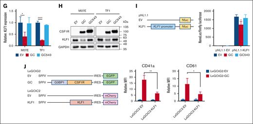 A largely disrupted CSF1R JMD in GC dictated the megakaryocytic phenotype. (A) CSF1R fusions identified in B-ALL and AMKL. The full length of CSF1R contains 972 amino acids (AAs). JMD is located between AAs 542 and 574. CSF1R fusions identified in B-ALL and AMKL are shown in the box. Ig, immunoglobulin domains. (B) Schematic representation of the lentiviral vectors. The arrows indicate different CSF1R breakpoints. Trunc, truncated. (C) Flow cytometric analysis of CD markers in M07E and TF1 cells transduced with the indicated lentivirus for 72 hours. Transduced (EGFP+) cells were gated for analysis. Left, representative results of 3 independent experiments. Right, MFI quantification. ∗ and ∗∗∗∗ indicate P < .05 and P < .0001 vs EV, respectively, by 1-way ANOVA followed by Dunnett test. Results are expressed as mean ± SD from 3 independent experiments. (D) Flow cytometric analysis of ERK1/2 and STAT5 phosphorylation in M07E cells after GC and GC543 overexpression. M07E cells were transduced with EV, GC, and GC543 lentiviruses for 72 hours (0h). Subsequently, the cells were washed in phosphate-buffered saline 3 times and cultured in medium without cytokine (GM-CSF) for 4 hours (4h) and 8 hours (8h). Transduced (EGFP+) cells were gated for analysis. Left, representative results of 3 independent experiments. Right, MFI quantification. ∗, ∗∗, ∗∗∗, and ∗∗∗∗ indicate P < .05, P < .01, P < .001, and P < .0001 vs EV, respectively, by 1-way ANOVA followed by Dunnett test. Results are expressed as mean ± SD from 3 independent experiments. (E) Heat map of GC-upregulated genes overlapped in coagulation hallmark gene set (systematic name M5946, which consists of genes encoding components of blood coagulation system and is also upregulated in platelets). Average expression values from the biological duplicates are shown. (F) Heat map of GC-downregulated genes overlapped in heme metabolism hallmark gene set (systematic name M5945, which includes genes related to the metabolism of heme, a cofactor consisting of iron and porphyrin, as well as erythroblast differentiation). Average expression values from the biological duplicates are shown. (G) RT-qPCR analysis of KLF1 mRNA levels in M07E and TF1 cells transduced with EV, GC, and GC543 lentiviruses. ∗ and ∗∗∗∗ indicate P < .05 and P < .0001 vs EV, respectively, by 1-way ANOVA followed by Dunnett test. Results are expressed as mean ± SD from 3 independent experiments. (H) Western blotting analysis of KLF1 protein levels in M07E and TF1 cells transduced with EV, GC, and GC543 lentiviruses. Representative images of 3 independent experiments. (I) Left, schematic representation of the luciferase reporter vectors. Right, K562 cells were cotransfected with the reporter and overexpression vectors (LeGOiG2-EV, LeGOiG2-GC, or LeGOiG2-GC543). The reporter activity was measured by Nano-Glo Dual-Luciferase Reporter Assay 48 hours after transfection. ∗ indicates P < .05 vs EV by 1-way ANOVA followed by Dunnett test. Results are expressed as mean ± SD from 3 independent experiments. (J) Left, schematic representation of the lentiviral vectors. Right, flow cytometric analysis of CD41a and CD61 in M07E cells cotransduced with the indicated lentivirus. Transduced (EGFP+ and mCherry+) cells were gated for analysis. ∗ and ∗∗ indicate P < .05 and P < .01 vs LeGOiC2-EV, respectively, by Student t test. Results are expressed as mean ± SD from 3 independent experiments.