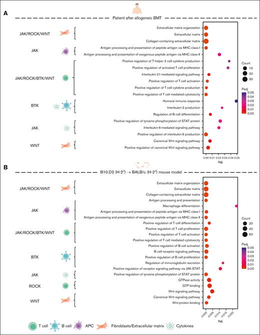 Signaling pathways targeted by Wnt-C59, ruxolitinib, ibrutinib, or belumosudil are enriched in both human and murine sclGVHD. (A-B) RNA-seq data were analyzed from 6 patients with sclGVHD and 6 healthy controls (A) as well as from 4 allogeneic (sclGVHD model, vehicle-treated) and 4 syngeneic mice (B). Bubble plots illustrating selected significantly enriched biological processes from Gene Ontology (GO) pathway analysis. The color of each bubble represents the adjusted P value (Padj), whereas the size of the bubble represents the number of differentially expressed genes associated with the respective GO processes. On the left side are marked the signaling pathways directly targeted by Wnt-C59, ruxolitinib, ibrutinib, or belumosudil (WNT–Wnt-C59, BTK–ibrutinib, ROCK–belumosudil, and JAK–ruxolitinib), corresponding to the respective GO processes on the right side. APC, antigen-presenting cell; GTP, guanosine triphosphate.