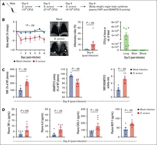 RTI caused by S aureus reduced body weight, imbalanced VWF-ADAMTS13 axis, and increased plasma IL-6, CXCL-1, and MCP-1. (A) Schematic of experimental design. (B) Left: body weight changes in S aureus–infected and mock-infected mice (n = 6-8 mice per group). Middle left: representative MRI images on day 6 after infection; white area indicates inflammation, arrows indicate inflammation. Middle right: pulmonary inflammatory index quantification (n = 6-8 mice per group). Right: bacterial count in the lungs, brain, and blood (n = 8 mice per group). (C) Plasma VWF levels (left), ADAMTS13 activity (middle), and VWF:ADAMTS13 activity ratio (right) on day 6 after infection (n = 6-8 mice per group). (D) Plasma TNF-α (left), IL-6 (middle left), CXCL-1 (middle right), and MCP-1 (right) levels on day 6 after infection (n = 6-8 mice per group). Data are presented as mean ± standard error of the mean (SEM). Statistical analysis was performed using a 2-way ANOVA followed by the Šidák post hoc test for panel B (left) and an unpaired t test for panels B (middle),C-D. NS, nonsignificant.