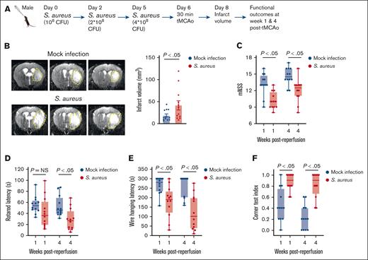 RTI caused by S aureus worsens stroke outcomes in WT mice. (A) Schematic of experimental design. (B) Left: representative T2 MRI images of the brain (coronal) of 1 mouse of each group on day 2 after reperfusion. The white (demarked by yellow dots) indicates an infarct area. Right: infarct volume quantification (n = 12 mice per group). (C-F) Functional outcomes in the same groups of mice on weeks 1 and 4 after reperfusion (n = 12 mice per group). (C) Modified neurological severity score (mNSS) in the same cohort of mice up to weeks 4 (a higher score indicates a better outcome). (D-F) Sensorimotor recovery in the same cohort of mice was analyzed by motor strength in the accelerated rotarod test (D), hanging wire test (E), and corner test, in which a lower corner index indicates better outcome (F). Data are presented as mean ± SEM for panel B or median and range for panels C-F. Statistical analysis was performed using an unpaired t test for panel B and a 2-way ANOVA followed by the Šidák post hoc test for panels C-F. NS, nonsignificant.