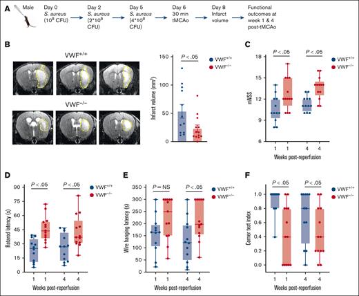 VWF deficiency improves stroke outcomes with preceding RTI by S aureus. (A) Schematic of experimental design. (B) Left: representative T2 MRI images of the brain (coronal) of 1 mouse of each group on day 2 after reperfusion. The white (demarked by yellow dots) indicates an infarct area. Right: infarct volume quantification (n = 12-13 mice per group). (C-F) Functional outcomes in the same groups of mice on weeks 1 and 4 after reperfusion (n = 12-13 mice per group). (C) mNSS in the same cohort of mice up to weeks 4 (a higher score indicates a better outcome). (D-F) Sensorimotor recovery in the same cohort of mice as analyzed by motor strength in the accelerated rotarod test (D), hanging wire test (E), and corner test, in which a lower corner index indicates better outcome (F). Data are presented as mean ± SEM for panel B or as median and range for panels C-F. Statistical analysis was performed using an unpaired t test for panel B and a 2-way ANOVA followed by the Šidák post hoc test for panels C-F. NS, nonsignificant.