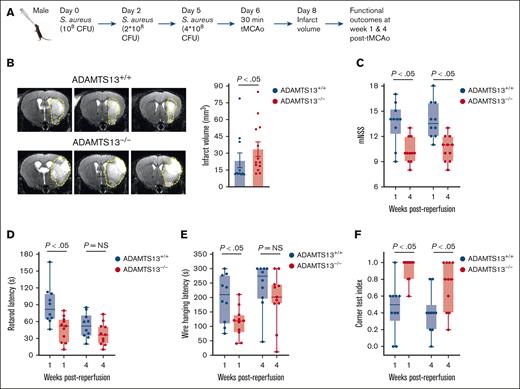ADAMTS13 deficiency worsens stroke outcomes with preceding RTI by S aureus. (A) Schematic of experimental design. (B) Left: representative MRI images of brain (coronal) on day 2 after reperfusion. The white (demarked by yellow dots) indicates an infarct area. Right: infarct volume quantification (n = 11-13 mice per group). (C-F) Functional outcomes in the same groups of mice on weeks 1 and 4 after reperfusion (n = 10-11 mice per group). (C) mNSS in the same cohort of mice up to weeks 4 (a higher score indicates a better outcome). (D-F) Sensorimotor recovery in the same cohort of mice as analyzed by motor strength in the accelerated rotarod test (D), hanging wire test (E), and corner test, in which a lower corner index indicates better outcome (F). Data are presented as mean ± SEM for panel B or as median and range for panels C-F. Statistical analysis was performed using an unpaired t test for panel B and a 2-way ANOVA followed by the Šidák post hoc test for panels C-F. NS, nonsignificant.