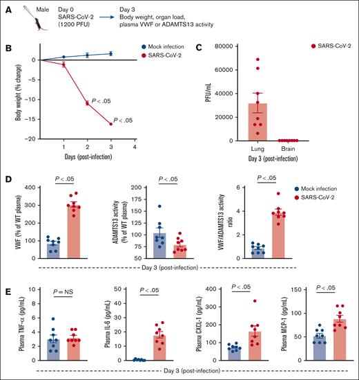 Preceding RTI caused by SARS-CoV-2 reduced body weight; imbalanced VWF-ADAMTS13 axis; and increased plasma IL-6, CXCL-1, and MCP-1. (A) Schematic of experimental design. (B) Body weight changes in SARS-CoV-2– and mock-infected mice (n = 8 mice per group). (C) SARS-CoV-2 titer in the lungs and brain (n = 8 mice per group). (D) Plasma VWF levels (left), ADAMTS13 activity (middle), and VWF:ADAMTS13 activity ratio (right) on day 3 after infection (n = 8 mice per group). (E) Plasma TNF-α (left), IL-6 (middle left), CXCL-1 (middle right) and MCP-1 (right) levels on day 3 after infection (n = 6-8 mice per group). Data are presented as mean ± SEM. Statistical analysis was performed using a 2-way ANOVA followed by the Šidák post hoc test for panel B and an unpaired t test for panels C-E. NS, nonsignificant.