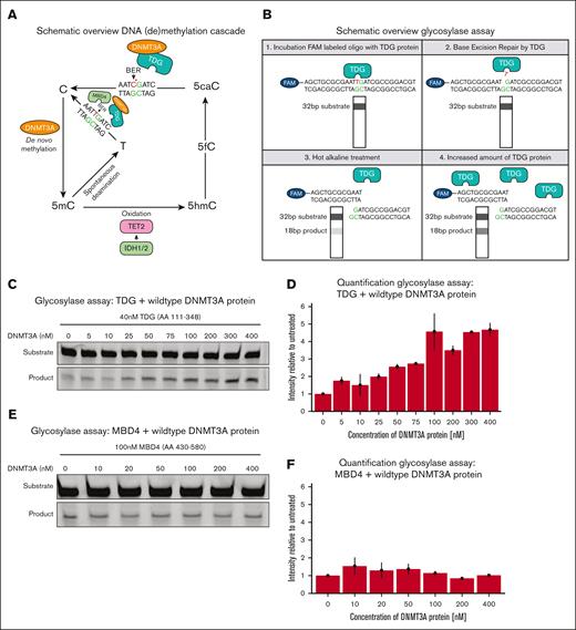 WT DNMT3A potentiates the glycosylase activity of TDG but not MBD4. (A) Schematic overview of the DNA (de)methylation cascade in humans, including de novo methylation, spontaneous deamination of 5mC, and BER of G-T mismatches. (B) Experimental setup of glycosylase assay. A FAM-labeled double-stranded 32-bp oligo, containing a G-T mismatch, is incubated with TDG (AA 111-348). Functional TDG identifies and excises the mismatch. The subsequent hot alkaline treatment facilitates the oligo to break at the site of the excised base, resulting in an 18-bp product. More functional TDG results in increased levels of product detected on gel. (C-D) Addition of WT DNMT3A to the glycosylase assay stimulates TDG activity in a dose-dependent matter; represented on gel (C) and quantified relative to unstimulated TDG (D). (E-F) Glycosylase activity of MBD4 is not stimulated by the addition of WT DNMT3A to the glycosylase assay; represented on gel (E) and quantified relative to unstimulated MBD4 (F). 5caC, 5-carboxylcytosine; 5fC, 5-formylcytosine; 5hmC, 5-hydroxymethylcytosine; FAM, fluorescein amidite.