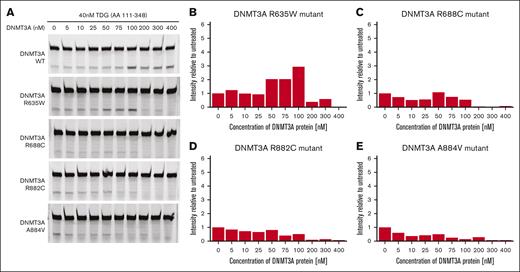 DNMT3A mutants commonly found in MBD4-deficient patients impair the glycosylase activity of TDG. (A) Gel image of glycosylase assay with mutant DNMT3A. Addition of mutant DNMT3A does not potentiate TDG activity and even inhibits TDG activity at higher concentrations. (B-E) Quantification of each DNMT3A mutant tested in panel A, relative to unstimulated TDG.