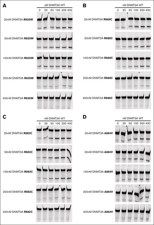 Cotitration of increasing amounts of recombinant WT DNMT3A relative to different mutant counterparts. (A-D) Cotitration of WT DNMT3A compared to DNMT3A R635W (A), DNMT3A R688C (B), DNMT3A R882C (C) and DNMT3A A884V (D). ∗Samples run on different gels in the same experiment and imaged at the same time due to logistic limitations.