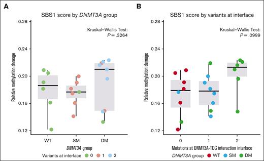 Methylation damage burden is increased in patients carrying 2 DNMT3A mutations, particularly when these mutations reside at the DNMT3A-TDG interaction surface. (A) Box plot for SBS1 score grouped by DNMT3A mutant group. Each point depicts the SBS1 score of an individual patient. The color of each data point represents the quantity of DNMT3A mutations situated within the DNMT3A-TDG interface. (B) Box plots for SBS1 score grouped by the number of DNMT3A mutations located at the DNMT3A-TDG interaction surface. The color of each data point represents the DNMT3A mutant group.