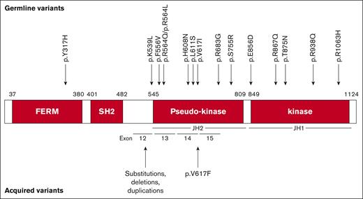 Map of JAK2 protein structure, germ line genetic variants associated with HT and/or HE, and acquired variants occurring in sporadic MPN. Amino acid numbers are given according to the beginning and end of each functional domain. FERM, four-point-one ezrin, radixin, moesin domain; SH2, Src homology domain 2.