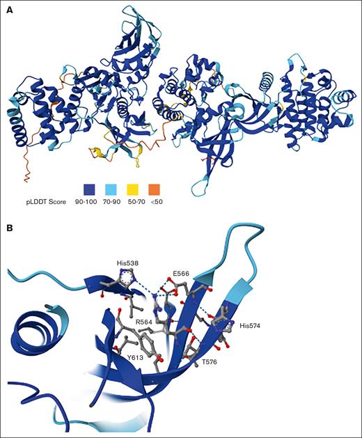 Structural impact of the p.R564L mutation on JAK2 protein.JAK2 p.R564I leads to disruption of local structure. (A) Ribbon diagram of full-length JAK2 (amino acids, 1-1132; UniProt ID O60674) modeled using AlphaFold,27,28 followed by loop refinement using Modeller.29,30 Coloring corresponds with the regional pLDDT score as shown in the key. (B) The amino acids within 5 Å of arginine 564 are highlighted and shown with ball and stick models. Hydrogen-bond and van der Waals interactions are depicted as dashed lines. The p.R564L mutation is expected to disrupt key interactions with nearby residues including His538, E566, Y613, T576, and His574, altering the local structural integrity.