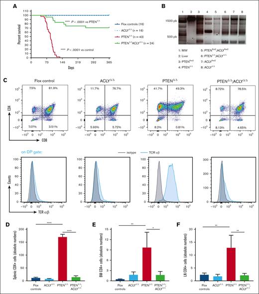 Genetic Acly ablation prevents PTEN loss–induced T-ALL/lymphoma development. (A) Kaplan-Meier survival curve for PTENΔ/Δ mutant mice (n = 43), ACLY Δ/Δ mutant (n = 16), PTENΔ/Δ;ACLY Δ/Δ double-mutant mice (n = 22), and floxed controls (n = 40). (B-C) TCRβ rearrangements (B) and phenotypic analysis of the thymus (C) in PTENΔ/Δ mutant, ACLYΔ/Δ mutant, PTENΔ/Δ;ACLYΔ/Δ animals, or flox controls. (D-F) CD4+ absolute numbers cells in the spleen (D), bone marrow (E), and lymph nodes (F) in 14-week-old PTENΔ/Δ mutant, ACLYΔ/Δ mutant, PTENΔ/Δ;ACLYΔ/Δ animals, or flox controls (including Ptenflox2, Aclyflox2 and Ptenflox2;Aclyflox2 mice). BM, bone marrow.