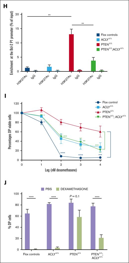 Acly ablation abrogates apoptosis resistance in mutant DP progenitors. (A-B) Phospho ser473-AKT (A) and phospho ser455-ACLY (B) on DN, DP, SP4, and SP8 from preleukemic PTENΔ/Δ mutant or PTENflox2 controls. In mutant mice, carrying the ROSAYFPflox2 reporter, DN, DP, SP4, and SP8 cells are gated on YFP+ cells. Levels of BCL-XL (C-D) and BCL-2 (C,E) in DP cells from controls or mice lacking PTEN, ACLY, or both. (F-G) Bcl-2 relative expression to actin in DP cells (F) and DN (G) sorted from 4 PTENΔ/Δ mutant, 3 ACLYΔ/Δ mutant, 4 PTENΔ/Δ;ACLYΔ/Δ double-mutant mice, or 3 flox controls. (H) H3K27Ac enrichment at the Bcl-2 P1 promoter in 3 PTENΔ/Δ mutant, 3 ACLYΔ/Δ mutant, 3 PTENΔ/Δ;ACLYΔ/Δ double mutants, and flox controls. Data represent percentages of input normalized to the actin promoter. (I-J) Sensitivity of DP cells to dexamethasone ex vivo (I) or in vivo (2 mg/kg per day for 3 consecutive days) (J) in PTENΔ/Δ mutant, ACLYΔ/Δ mutant, PTENΔ/Δ;ACLYΔ/Δ animals or flox controls (including Ptenflox2, Aclyflox2, and Ptenflox2;Aclyflox2 mice). IgG, immunoglobulin G; n.s., not significant; PBS, phosphate-buffered saline.