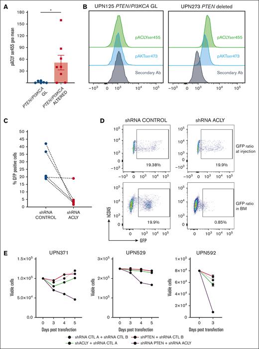 ACLY silencing in primary PTEN-null T-ALL cells affects their viability. (A) pACLYser455 levels in 8 PTEN/PI3KCA altered and 6 WT PDX T-ALL blasts. (B) Representative FACS plot depicting pAktser473 and pACLYser455 in a PTEN/PI3KCA WT patient or a PTEN-deleted patient. (C) Percentages of GFP+PTEN–altered PDX blasts remaining viable 48 hours after transduction with lentivirus vectors carrying shRNA ACLY or a control construct. (D) Competitive transplantation assay, in which PDX cells transduced with a shRNA ACLY or a shRNA control competed with nontransduced cells in a 20:80 ratio following injection into NSG mice. The relative ratio of transduced and not transduced cells found in the bone marrow of NSG mice is shown. (E) Number of GFP+PTEN germ line PDX blasts remaining viable 3, 4, or 5 days after transduction. BM, bone marrow; FACS, fluorescence-activated cell sorting; GFP, green fluorescent protein.