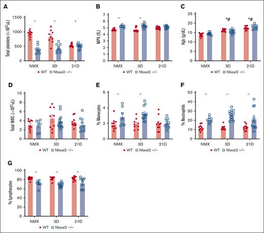 Hypoxia-exposed WT mice developed thrombocytopenia, whereas in Nbeal2−/− mice, platelet count did not further decrease. (A) Platelet counts were decreased in Nbeal2−/− compared with WT mice at baseline and after 3 days of hypoxia. At day 21, platelet counts decreased in hypoxic WT mice. (B) MPV was decreased in hypoxic Nbeal2−/− compared with WT mice at baseline and after 3 days of hypoxia. (C) Hemoglobin (Hgb) increased in hypoxic WT and Nbeal2−/− mice at days 3 and 21. (D) There was no difference in total white blood cell (WBC) count between WT and Nbeal2−/− at baseline or with hypoxia. (E-G) In Nbeal2−/− mice at baseline and at day 3, the percentages of circulating neutrophils and monocytes were increased, and the percentage of circulating lymphocytes was decreased compared with WT mice. In Nbeal2−/− mice at day 21, the percentage of circulating monocytes decreased, whereas the percentage of circulating neutrophils remained elevated and circulating lymphocytes remained decreased compared with WT mice. Statistics: P ≤.05 by 2-way analysis of variance (ANOVA) with Tukey post hoc analysis. Comparisons: (∗) WT compared with WT baseline, (#) Nbeal2−/− compared with Nbeal2−/− baseline, (^) WT compared with Nbeal2−/−. MPV, mean platelet volume; NMX, normoxia.