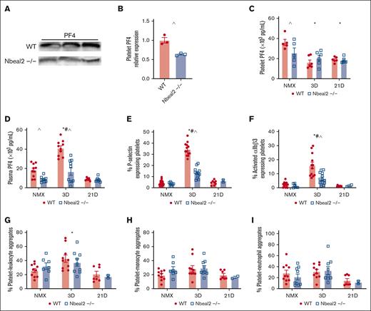 Platelet activation increased in WT and Nbeal2−/− hypoxic mice. (A) Representative western blot of platelet lysates for PF4. (B) Quantification of western blot demonstrates platelet PF4 is reduced in Nbeal2−/− mice compared with WT mice at baseline. (C) Platelet PF4 levels are reduced in Nbeal2−/− mice compared with WT mice at baseline. Platelet PF4 is decreased in hypoxic WT mice at days 3 and 21 but not Nbeal2−/− mice. (D) Plasma PF4 was decreased at baseline in Nbeal2−/− compared with WT mice. Plasma PF4 increased in hypoxic WT and Nbeal2−/− at day 3. Hypoxia-induced increase in plasma PF4 was attenuated in Nbeal2−/− mice. (E) The percentage of P-selectin expressing platelets increased in hypoxic WT and Nbeal2−/− mice at day 3. Hypoxia-induced increase in P-selectin expressing platelets was attenuated in Nbeal2−/− compared with WT mice. (F) The percentage of activation of αIIBβ3 (JONA) expressing platelets increased in hypoxic WT and Nbeal2−/− mice at day 3. The hypoxia-induced increase in the percentage of platelets expressing activated αIIBβ3 (JONA) was attenuated in Nbeal2−/− compared with WT mice. (G-I) PLAs are increased in hypoxic WT mice at day 3 but not Nbeal2−/− mice. PMAs and PNAs are similar between WT and Nbeal2−/− mice at baseline and unchanged in hypoxia. Statistics: P ≤.05 by 2-way ANOVA with Tukey post hoc analysis. Comparisons: (∗) WT compared with WT baseline, (#) Nbeal2−/− compared with Nbeal2−/− baseline, (^) WT compared with Nbeal2−/−. NMX, normoxia.