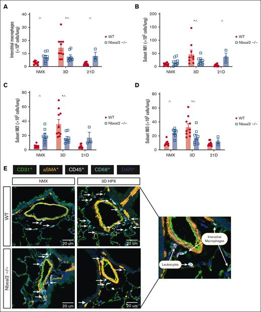 Lung IMs were increased at baseline and hypoxia-induced increase in lung IMs was prevented in Nbeal2−/− mice. (A) Lung IMs were increased in Nbeal2−/− mice at baseline compared with WT mice. (A-D) At day 3, total IMs and IM1, IM2, and IM3 subsets increased in WT but not Nbeal2−/− mice. At day 21, total lung IMs and IM1s were increased in Nbeal2−/− compared with WT mice. (E) Lung sections were stained with anti-CD31, anti-α-SMA, anti-CD68, anti-PF4, anti-CD41, and anti-CD45, and DAPI. Whole-slide scans were obtained using the Vectra Polaris spatial imaging scope (×40 objective, 0.5-micron resolution). Representative images of pulmonary vessels were captured. Representative image of IMs in WT and Nbeal2−/− mice (original magnification ×40; scale bars, 50 μm). Statistics: P ≤.05 by 2-way ANOVA with Tukey post hoc analysis. Comparisons: (∗) WT compared with WT baseline, (#) Nbeal2−/− compared with Nbeal2−/− baseline, (^) WT compared with Nbeal2−/−. HPX, hypoxia; NMX, normoxia.