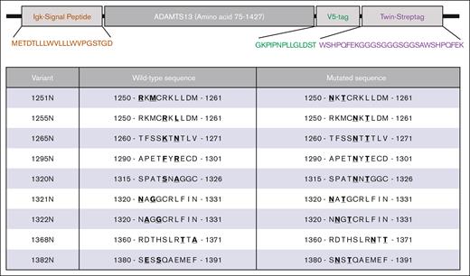 Overview of generated ADAMTS13 N-glycan variants. Top panel shows schematic overview of key elements of newly generated ADAMTS13 expression construct, containing Igκ signal peptide, ADAMTS13 lacking its propeptide, a V5-tag, and a Twin-Strep-tag. Lower panel shows amino acid modifications for each of the N-glycan variants of ADAMTS13. Mutant number indicates amino acid position of the asparagine substitution. At N+2 position, the amino acid has been mutated to threonine to complete N-x-S/T consensus sequence.