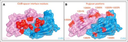 Visual representation of CUB1/2 domains. (A) Location of hypothesized CUB residues involved in its interaction with the spacer domain in closed conformation. (B) Locations of newly introduced N-glycans within the CUB1 and CUB2 domains.