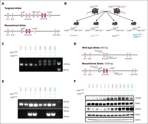 Validation of a new mouse model of Csf3r and Asxl1 comutation. (A) Schematic of the recombination of the Csf3r-mutated allele. (B) Breeding scheme for the establishment of the Csf3r/Asxl1-mutated cohort with appropriate controls producing all following 4 groups: control, Asxl1Y588X, Csf3rT621I, and double mutant. (C) Polymerase chain reaction (PCR) validation of recombination of the Csf3rT621I allele. The recombined allele is 1024 bp long; the wild type one is 947 bp. (D) Primer design for the PCR validation of Csf3rT621I allele recombination in panel C. (E) PCR validation of the Asxl1Y588X allele insertion. The primers used are P1 and P2 from Yang et al18 giving a 350-bp amplicon for the wild-type allele and a 570-bp amplicon for the mutated allele. (F) Western blot revealing enhanced STAT3 and STAT5 phosphorylation in the bone marrow of mice with the Csf3rT621I allele.