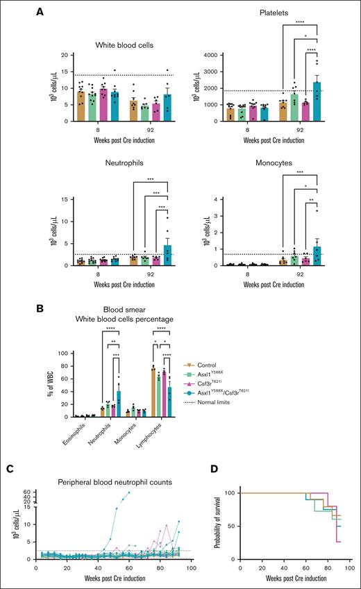 Csf3r mutation induces an aberrant neutrophil phenotype. (A) Comparison of peripheral blood cell counts between 8 weeks and 92 weeks post-Cre induction of female mice (mean ± SEM; n = 9-12 per group). Significance was evaluated with a mixed-effect analysis with Sidak multiple comparison test. (B) Quantification of white blood cells in peripheral blood smears of mice 1 year after Cre induction (mean ± SEM; n = 2 per group in duplicate). Significance was evaluated with a 2-way ANOVA with Tukey multiple comparison test. (C) Peripheral blood neutrophil counts of female mice in 92 weeks. Dotted lines represent normal count limits as described by the Charles River Laboratories for C57BL/6 mice in their North American Colonies for mice aged 8 to 10 weeks. (D) Survival of female mice from each genotype is illustrated in a Kaplan-Meier plot. No significance was found by the Mantel-Cox test. ∗P < .05, ∗∗P < .01, ∗∗∗P < .001, ∗∗∗∗P < .0001.