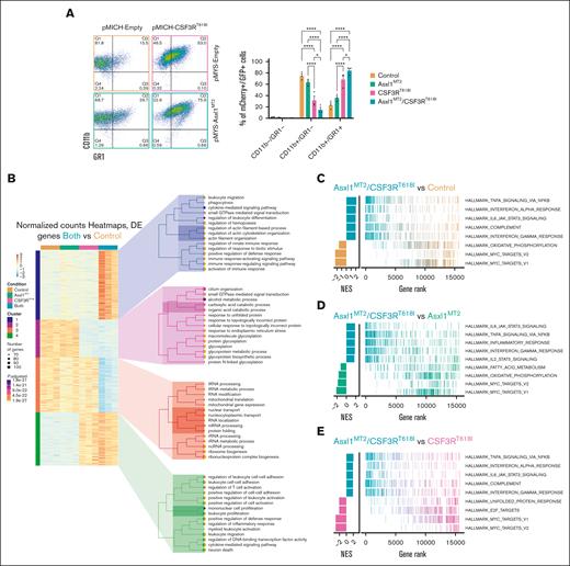 Asxl1 mutation enhances CSF3R-driven differentiation. (A) Representative flow cytometric plots of CD11b and GR1 48 hours after estrogen withdrawal in HoxB8 cells transduced with plasmids containing Asxl1MT2-GFP and/or CSF3RT618I-mCherry and/or their corresponding empty controls producing all following 4 groups: control, Asxl1MT2, CSF3RT618I, and double mutant or Asxl1MT2/CSF3RT618I. Quantification of transduced mCherry/GFP–positive cells (mean ± SEM; n = 3 per group). Significance was evaluated with a 2-way ANOVA with a Tukey multiple comparison test. (B) RNA sequencing was performed 24 hours after estrogen withdrawal with all 4 groups (n = 3 per group). Heat maps represent the normalized, row-scaled (gene-based z-score scaled) counts of the most significantly differentially expressed genes (Padj < .05) between the control and double-mutant cells, and genes are clustered by similar expression patterns. Each cluster has a corresponding Gene Ontology (GO) tree of the top 15 most significantly enriched GO terms and their associated number of gene hits and adjusted P values. (C) Gene Set Enrichment Analysis (GSEA) between Asxl1MT2/CSF3RT618I and control cells. (D) GSEA between Asxl1MT2/CSF3RT618I and Asxl1MT2 cells. (E) GSEA between Asxl1MT2/CSF3RT618I and CSF3RT618I cells. Gene ranks from GSEA are represented as line charts for the top 5 most significant hallmark gene sets from the Molecular Signatures Database (MSigDB). ∗P < .05, ∗∗P < .01, ∗∗∗P < .001, ∗∗∗∗P < .0001. NES, normalized enrichment score; Padj, adjusted P value.