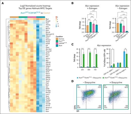MYC overexpression reduces myeloid differentiation of Asxl1- and CSF3R-mutant cells. (A) Heat maps representing the normalized, row-scaled counts of the top 50 most significantly differentially expressed genes (Padj < .05) between the control and double-mutant cells from the gene subset, Hallmark MYC targets. (B) Quantitative PCR (qPCR) for Myc before and after estrogen withdrawal (mean ± SEM; n = 3 per group). Significance was evaluated with a 2-way ANOVA with Sidak multiple comparison test. (C) qPCR for Myc expression in transduced double-mutant cells with a Tet-on MYC plasmid (mean ± SEM; n = 3 per group). Significance was evaluated with a 2-way ANOVA with Sidak multiple comparison test. (D) Representative flow cytometry plots of CD11b and GR1 at 48 hours post estrogen withdrawal of the double-mutant cells with a Tet-on MYC plasmid. These cells were treated with or without doxycycline 24 hours before estrogen withdrawal. Quantification of CSF3R-mCherry/Asxl1-GFP–positive cells reveals significant repression of CD11b+/GR1+ (mean ± SEM; n = 3 per group). Significance was evaluated with a 2-way ANOVA with Sidak multiple comparison test. ∗P < .05, ∗∗P < .01, ∗∗∗P < .001, ∗∗∗∗P < .0001.