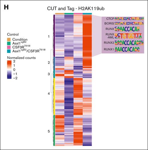 Asxl1 truncation changes the epigenetic landscape to favor CSF3R-driven differentiation. (A) Representative flow cytometry plots of CD11b and GR1 at 48 hours after estrogen withdrawal in HoxB8 CRISPR-Cas9 modified for Asxl1 truncation and transduced with CSF3RT618I or their corresponding control plasmid producing the following 4 groups: control, Asxl1sgB2, CSF3RT618I, and double mutant or Asxl1sgB2/CSF3RT618I. Quantification of the percentage of CSF3R-mCherry–positive cells (mean ± SEM; n = 3 per group). Significance was evaluated with a 2-way ANOVA with a Tukey multiple comparison test. (B) ATAC sequencing was performed 48 hours after estrogen withdrawal with all 4 groups (n = 3 per group). GREAT analysis using differential peaks between Asxl1sgB2/CSF3RT618I and control groups reveal enrichment of immune system activation and differentiation in the double-mutant mice. (C) HOMER motif enrichment results from the ATAC sequencing differential peaks between CSF3RT618I and control. The orange trend line in the scatterplot is used to compare natural log-transformed motif P values between the sample groups. Residual values in the bar plot represent the difference between the trend line and transformed motif P values. (D) CUT&Tag was performed 48 hours after estrogen withdrawal with all 4 groups (n = 3 per group) with H3K4me1 antibody. Profile plot of mean H3K4me1 activity at regions spanning its consensus peak centers ± 3 kb. (E) Heat map displaying row-scaled (region-based z-score scaled), normalized read counts for each sample condition (averaged across replicates) in regions where H3K4me1 is uniquely active. The top 6 significant enriched motifs from HOMER are revealed for region clusters 1, 5, and 6. (F) HOMER motif enrichment results from the ATAC sequencing differential peaks between Asxl1sgB2 and control. The orange trend line in the scatterplot is used to compare natural log-transformed motif P values between the sample groups. Residual values in the bar plot represent the difference between the trend line and transformed motif P values. (G) CUT&Tag was performed 48 hours after estrogen withdrawal with all 4 groups (n = 3 per group) with H2AK119ub antibody. Profile plot of mean H2AK119ub activity at regions spanning its consensus peak centers ± 3 kb. (H) Heat map displaying row-scaled (region-based z-score scaled) normalized read counts for each sample condition (averaged across replicates) in regions where H2AK119ub is uniquely active. Top 6 significant enriched motifs from HOMER are revealed for region cluster 1. CTCF and BORIS are not specific to cluster 1 as they are top 1 and 2 in all but 1 cluster. ∗P < .05, ∗∗P < .01, ∗∗∗P < .001, ∗∗∗∗P < .0001.