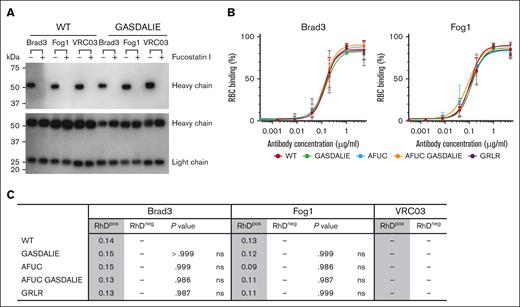 RBC binding is maintained in Fc-mutated and glycoengineered anti-RhD mAbs. (A) Detection of fucosylation levels (top blot) and Ab heavy/light chains (bottom blot) in purified AFUC mAbs. (B) Binding of mAb variants to RBCs was analyzed in flow cytometry. Serial dilutions of mAbs were incubated with RhDpos or RhDneg RBCs, and the binding was detected with Fab goat anti-human IgG (H&L) Texas Red. (C) EC50 binding of mAb variants. P values show the significance of RhDpos RBC binding of mAb variants vs WT format in each group. Statistical analyses were conducted using 1-way analysis of variance (ANOVA), followed by Dunnett multiple comparison test (GraphPad Prism v9). Data are representative of 3 replicates. ns, not significant.