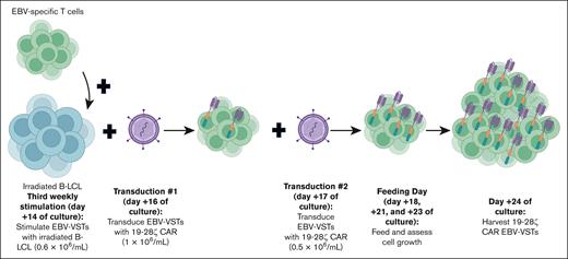 Process development for generating 19-28z CAR EBV-VSTs. Cryopreserved EBV-VSTs (cultured for 28-35 days before cryopreservation) are thawed and stimulated weekly with irradiated B-LCL (days 0, +7, +14). T cells are transduced with 19-28z CAR at a cell density of 1 × 106 cells per mL and 0.5 × 106 cells per mL, respectively, on days +16 and +17. Cells are then fed and evaluated on days +18, +21, and +23 and then harvested and frozen on day +24.