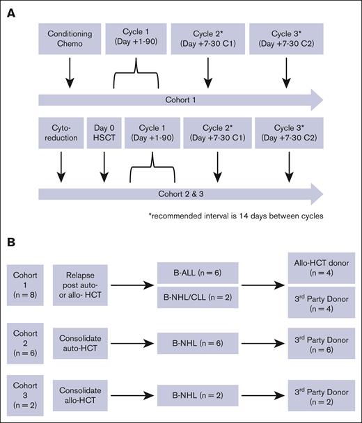19-28z CAR EBV-VST clinical trial design. (A) Patients in cohort 1 were treated with 1 to 3 cycles of 19-28z CAR EBV-VSTs after relapse after transplant, and patients in cohorts 2 and 3 were treated with 1 to 3 cycles of 19-28z CAR EBV-VSTs as consolidation with hematopoietic cell transplant. (B) Schema showing patients in each cohort along with their diagnosis and transplant donor type. B-NHL, B-cell non-Hodgkin lymphoma; CLL, chronic lymphocytic leukemia.