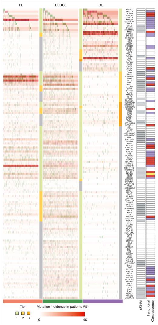 Mutation patterns and effect on all Tier 1 genes. Genes in Tier 1 on any of the FL, DLBCL, or BL lists are shown. Because genes can exist in >1 list and may not be assigned the same tier, the tier for each entity is indicated on the right (Tier 1, green; Tier 2, yellow; Tier 3, amber). The heat map shows the proportion of cases with mutations in that gene is shown above each entity with deeper red indicating a higher incidence. Genes known to be affected by aberrant somatic hypermutation (aSHM) are indicated with a gray rectangle to the right. The existence of functional data is indicated on the far right. The color shows whether mutations have been functionally determined to represent a loss of function (violet), gain of function (red), or neomorph (yellow). The studies demonstrating this result for these genes are as follows: ARID1A,68ID3,51TCF3,51CCND3,51FOXO1,69GNA13,59S1PR2,59RHOA,59P2RY8,59KMT2D,70,71SMARCA4,72BCL6,73BCL7A,74DDX3X,66FBXO11,75TFAP4,76CREBBP,77,78EP300,28EZH2,79,80IRF8,81PIM1,82BTG1,83,84CDKN2A,85CD79B,86DTX1,87NOTCH1,43POU2AF1,88POU2F2,89B2M, CD58,47BCL10,90CARD11,25FAS,91RRAGC,60ATP6V1B2,60ATP6AP1,60STAT6,92TBL1XR1,93TNFAIP3,94KLHL6,95MEF2B,96SGK1,97SOCS1,98MYD88,99 and TMEM30A.100 The citations for these and all remaining genes are included in the supplemental Tables.