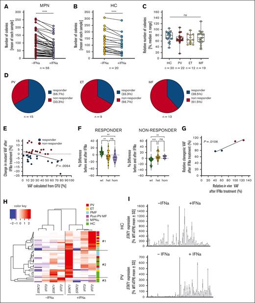 CFU assays are a valuable model to study IFN-α hematologic and molecular responses in patients with MPN. (A) PBMCs of patients with MPN were seeded in CFU assays, supplemented with or without 500 U/mL IFN-α, and were counted after 10 to 14 days without discrimination between different types of colonies. Each data point represents an individual patient. The significance was analyzed using a Wilcoxon matched-pairs signed ranks test. ∗∗∗∗P < .0001. (B) HC samples were treated in the same manner as MPN samples in panel A. Significance was analyzed using a Wilcoxon matched-pairs signed ranks test. (C) The relative numbers of remaining colonies were calculated using untreated samples as control. Samples were grouped into HC and MPN subtypes. The data were analyzed using a Kruskal-Wallis test with Dunn multiple comparison after failing the Shapiro-Wilk test for normality. None of the comparisons reached significance. Blue indicates HC; Red indicates PV; yellow indicates ET; grey indicates MF; (D) DNA from 25 to 30 colonies per patient for each condition was isolated and screened for the presence of the JAK2V617F mutation via genotyping PCR. The ratio of MPN WT, MPN heterozygous, and MPN homozygous colonies was used to calculate the mutant VAF. The mutant VAF was compared between the untreated and treated condition for each patient. Patients who showed a decrease in mutant VAF upon treatment were grouped as molecular responders, patients who showed no change or an increase in VAF were termed non-responders. The ratios of molecular responders to nonresponders in the CFU model were analyzed in the different MPN subtypes. MF included patients with PMF and those with post–PV-MF. (E) Change in the mutant VAF upon in vitro IFN-α treatment was correlated with the mutant VAF calculated from the untreated CFU sample. Correlation was analyzed using Pearson r after passing the Shapiro-Wilk test for normality. (F) Differences in the fraction of colonies in the untreated and treated condition in responders (left) and non-responders (right) were analyzed. WT, het, and hom colonies were compared. Statistical analysis was performed using a Kruskal-Wallis test, followed by Dunn multiple comparison after failing the Shapiro-Wilk test for normal distribution. ∗∗P < .01; ∗∗∗P < .001. (G) The change in VAF was analyzed in patients treated with IFN-α in the clinics and compared with the change in VAF in the CFU assay. Data were calculated relative to the initial VAF. (H) RNA was isolated from individual colonies. Of each patient or HC, a minimum of 2 colonies was used. Complimentary DNA was generated, and the expression of STAT1, STAT2, IFIT2, and IFIT3 was measured using RT-qPCR with normalization to MT-ATP6. The mean of all measured colonies per patient and condition was calculated and the values were subjected to an unsupervised clustering. (I) PBMCs were seeded, with or without 500 U/mL IFN-α, and colonies were picked after 10 days of cultivation. STAT1 expression was analyzed using RT-qPCR in 30 untreated and treated colonies of an HC (top) and PV sample (bottom; PV14) (supplemental Table 1). Each bar represents a single colony. Expression was normalized to MT-ATP6.
