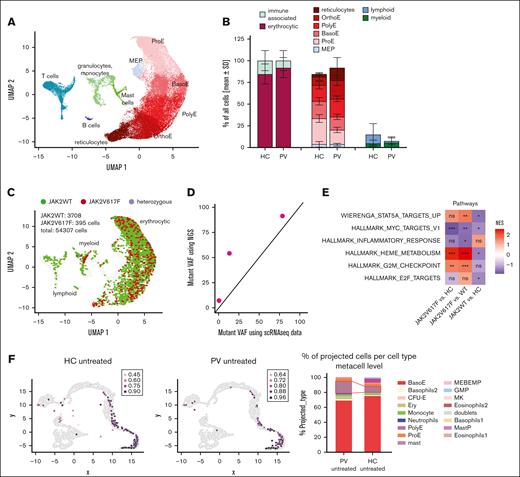 Healthy and diseased cells displayed distinct phenotype and signaling signatures. (A) PBMCs from 3 patients with PV and 3 HCs, untreated or treated with 500 U/mL IFN-α, were cultivated in CFU assays for 10 days. The cells were detached and used for scRNA-seq. The uniform manifold approximation and projection for dimension reduction (UMAP) is shown, which depicts the different cell types identified. (B) The relative amounts of different cell types per sample were analyzed. The distribution of cells in untreated HC and untreated PV samples is shown. None of the comparisons reached significance. Left: erythrocytic vs immune associated cells. Middle: different maturation stages of erythrocytic cells. Right: lymphocytic vs myeloid cells. (C) Genotyping of transcripts using locus-specific amplification of the JAK2V617F locus in the scRNA-seq samples. Mutated (hom), het, and WT cells are highlighted in the UMAP plot. (D) Comparison of mutant VAF as calculated from scRNAseq data with next-generation sequencing VAF from peripheral blood from the same patients (E) Comparison of the activity in the indicated pathways. All pathways were previously shown to be differentially expressed in JAK2V617F vs JAK2WT vs HC cells. (F) Integration of the scRNA-seq data in an additional differentiation trajectory model.44 Left: location of the analyzed samples in the metacell model. Right: statistical analysis of the differences in cell types. ns, not significant, ∗P < .05; ∗∗ P < .01; ∗∗∗P < .001; ∗∗∗∗P < .0001.