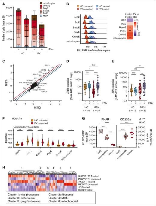 Immature erythrocytic PV-derived clusters decrease following IFN-α treatment, and differences between PV and HC cannot be attributed to IFNAR expression. (A) The absolute numbers of cells in the different erythrocytic maturation stages divided into treated and untreated HC or PV samples. The differences were analyzed using paired t tests after passing the Shapiro-Wilk test for normal distribution. (B) Ridge plots for the hallmark IFN-α response in the erythrocytic clusters, divided into 4 groups, namely HC untreated (orange), HC IFN-α treated (teal), PV untreated (red), and PV IFN-α treated (violet). The heat map on the right displays the differences in the IFN-α response between the treated PV and treated HC cells. The colors indicate the normalized enrichment score (NES). (C) FC following IFN-α treatment was calculated for DEGs in PV- and HC-derived erythrocytic cells. The FC in HC cells is shown on the x-axis and PV on y-axis. Genes that did not show a similar FC deviate from the diagonal. All genes below the blue line are more strongly regulated in HC, whereas genes above the red line show stronger regulation in PV cells. (D) STAT1 expression is shown in for patients with MPN and HCs. RNA was isolated from at least 2 colonies per patient and condition after the CFU assay. Complimentary DNA was generated, and the gene expression analyzed using qPCR. The mean STAT1 expression per patient and condition is shown. Statistical analysis was conducted using the Kruskal-Wallis test, followed by Dunn test for multiple comparisons. (E) IFIT2 expression as percentage of MT-ATP6 is shown for patients with MPN and HCs. RNA was isolated from at least 2 colonies per patient and per condition and analyzed using qPCR. The mean IFIT2 expression per patient and condition is shown. Statistical analysis was conducted using the Kruskal-Wallis test, followed by Dunn test for multiple comparisons. (F) The expression of IFNAR1 from scRNA-seq data was analyzed. Violin plots show the expression in PV cells and HC cells per cell type. Statistical analyses were conducted using the raw values, and MAGIC imputation was used for visualization. (G) Surface expression of IFNAR1 analyzed by flow cytometry. Blood after incomplete lysis of erythrocytes was stained for CD45, CD71, and CD235a to identify the different maturation stages. The gating strategy is shown in supplemental Figure 4. In a second panel, IFNAR1 was stained together with CD45 and CD235a. The mean fluorescence intensity of the different populations was calculated. Three patients with PV and 3 HCs were analyzed. Statistical analyses were conducted using a row-matched 1-way analysis of variance, followed by Tukey multiple comparisons tests. (H) Heat map of DEGs (P < .05; FC < or > 0.25) in JAK2V617F, JAK2WT, and HC cells following IFN-α stimulation. The gene ontology analysis was subsequently done, and the derived pathways are indicated. ns, not significant; ∗P < .05; ∗∗ P < .01; ∗∗∗P < .001; ∗∗∗∗P < .0001.