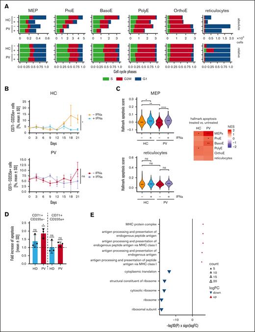IFN-α only inhibits terminal differentiation in HC-derived cells and induces apoptosis in PV-derived cells. (A) Analysis of cell cycle regulation from scRNA-seq data. The absolute (top) and relative (bottom) numbers of cells are shown in the different erythroid maturation stages. Blue indicates G1 phase; red indicates G2M phase; green indicates S phase. Samples were grouped by treatment and diagnosis. (B) CD34+ cells isolated from blood were used in an in vitro differentiation model. Maturation was analyzed using flow cytometry. Erythrocytic cells that no longer expressed CD71 but still expressed CD235a were counted as mature erythrocytes. Statistical analysis was done using paired t tests after passing the Shapiro-Wilk test for normality. (C) The hallmark apoptosis pathway was analyzed from the scRNA-seq data in different cell types grouped by treatment and PV or HC. Two examples of violin plots in MEPs and reticulocytes are shown on the left. The heat map on the right summarizes the results for all cell types. (D) PBMCs were seeded in CFU assays and stimulated with 1000 U/mL IFN-α on day 8 to 12. Cells were grouped by erythroid maturation stages by first excluding all CD45+ cells and subsequently grouping the cells into CD71+CD235a+ (immature) and CD71−CD2354a+ (mature) populations. The FC in apoptosis was compared among the different groups, and induction was statistically analyzed using a one-sample t test. (E) Most and least apoptotic quantile of cells (PV-derived MEPs, ProE, and BasoE combined) from the scRNA-seq data were compared and DEGs were derived. The gene ontology terms were derived from DEGs, and the 5 most up- or downregulated pathways are shown. ns, not significant; ∗P <. 05; ∗∗ P < .01; ∗∗∗P < .001; ∗∗∗∗P < .0001.