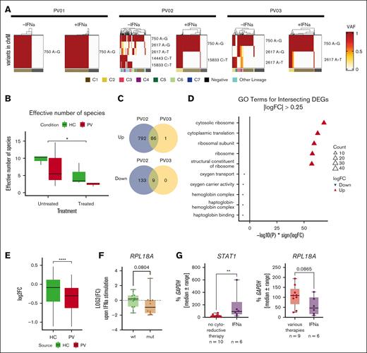 IFN-α treatment-responsive clones display high ribosomal activity. (A) Mitochondrial variants were used to analyze clonality from the scRNA-seq data. For each included sample, the profile of mitochondrial variants of interest and their combination to identify clones is shown. (B) The number of identified clones (effective number of species) was compared between PV and HC samples. Differences were analyzed using the Kruskal-Wallis rank sum test. (C) Identified clones in the untreated and treated condition of PV samples were compared. In 2 patients with PV, clones were identified in which the cell number was strongly decreased, termed vanishing clones, and the DEGs of these were analyzed. The Venn diagram depicts the number of DEGs in both patients. (D) Gene ontology (GO) terms were derived from the DEGs that were identified in both PV samples. The 5 most up- or downregulated pathways are shown. (E) Differential regulation of the genes derived from the DEGs was compared between the HC and PV samples. For each gene and group, the FC was calculated and directly compared between the HC and PV samples. Statistical analysis was done using a Wilcoxon rank sum test. ∗∗∗∗P < .0001. (F) Single clones (from supplemental Figure 4) were stimulated with IFN-α, and the FC was calculated following IFN-α treatment. Differences were analyzed using Wilcoxon rank sum tests. (G) The PBMC fraction from patients with PV were harvested and used for RNA isolation. Patients were grouped according to therapy into IFN-α only, which included IFN-treated patients, and all others were grouped together as various therapies. The STAT1 and RPL18A expression was analyzed using RT-qPCR. Statistical analysis was done using Mann-Whitney tests. ∗∗P < .01.