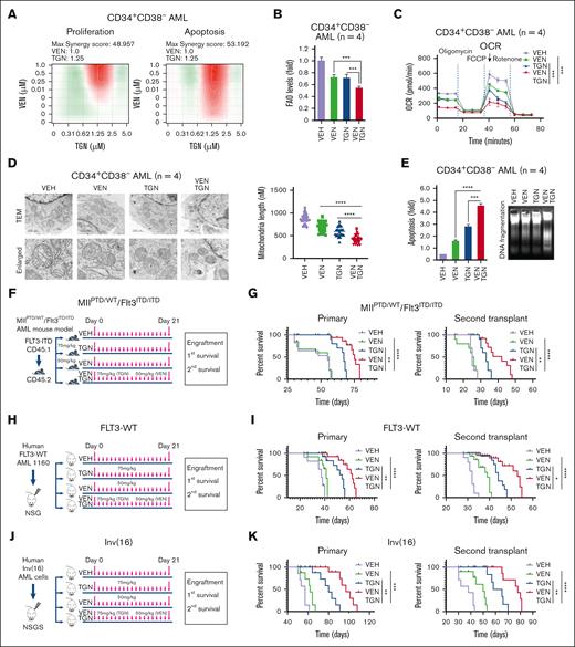 Synergistic effects of TGN and VEN in vitro and in vivo. (A) Synergistic effect of TGN and VEN on LSC-enriched AML blasts. Primary CD34+CD38– AML blasts (1 × 105 cells per mL, n = 3) were treated with indicated concentration of TGN and VEN. Levels of cell proliferation (left) and apoptosis (right) were evaluated, and synergy score of the drug combination was calculated. Max synergy score: 48.957 (left) and 53.912 (right). (B-E) Synergistic effects of TGN and VEN on FAO/OXPHOS levels, mitochondrial fission, apoptosis, and DNA fragmentation of LSC-enriched AML blasts. Primary CD34+CD38– AML blasts (n = 4) were treated with DMSO (VEH), TGN (1 μM), VEN (20 nM), or combination of TGN and VEN for 24 hours. (B) FAO levels. (C) OXPHOS levels. (D) Mitochondria length. Left, represented TEM images. Right, quantification of mitochondria length. (E) Levels of apoptosis (left) and DNA fragmentation (right). (F-G) Synergistic effects of TGN and VEN on MllPTD/WT/Flt3ITD/ITD AML mouse model. (F) Experimental design for TGN and VEN combined treatment. Normal B6 WT recipients were IV injected with 0.5 × 106 MllPTD/WT/Flt3ITD/ITD BM MNCs. The transplanted mice were then randomly divided into 4 groups (n = 10 per group) and treated with either VEH, TGN (75 mg/kg, once a day, oral gavage, 21 days), VEN (50 mg/kg, once a day, oral gavage, 21 days) or TGN/VEN at the same doses of single agents. On day 21, 106 BM MNCs cells from each treatment group were harvested for secondary transplant. (G) Left, Kaplan–Meier survival curve of primary transplanted leukemic mice treated with VEH (purple line, MS 55 days), VEN (green line, MS 55 days), TGN (blue line, MS 67 days), or TGN/VEN (red line, MS 75 days). Right, Kaplan–Meier survival curve of secondary transplanted leukemic mice treated with VEH (purple line, MS 25 days), VEN (green line, MS 25.5 days), TGN (blue line, MS 33 days), or TGN/VEN (red line, MS 42 days). (H-I) Synergistic effects of TGN and VEN on FLT3-WT PDX AML model. (H) Experimental design for TGN and VEN combined treatment. hCD45+ BM FLT3-WT AML cells (1 × 106 cells per mouse) were transplanted into NSG mice to generate a cohort of AML bearing PDX mice. The transplanted mice were treated with either VEH, TGN (75 mg/kg, once a day, oral gavage, 21 days), VEN (50 mg/kg, once a day, oral gavage, 21 days) or TGN/VEN at the same doses of single agents. On day 21, 106 BM MNCs cells from each treatment group were harvested for secondary transplant. (I) Left, Kaplan–Meier survival curve of primary transplanted leukemic mice treated with VEH (purple line, MS 37 days), VEN (green line, MS 41 days), TGN (blue line, MS 54 days), or TGN/VEN (red line, MS 62 days). Right, Kaplan–Meier survival curve of secondary transplanted leukemic mice treated with VEH (purple line, MS 32 days), VEN (green line, MS 39 days), TGN (blue line, MS 44 days), or TGN/VEN (red line, MS 53 days). (J-K) Synergistic effects of TGN and VEN on inv(16) PDX AML model. (J) Experimental design for TGN and VEN combined treatment. hCD45+ BM inv(16) AML cells (1 × 106 cells per mouse) were transplanted into NSGS mice to generate a cohort of AML bearing PDX mice. The transplanted mice were treated with either VEH, TGN (75 mg/kg, once a day, oral gavage, 21 days), VEN (50 mg/kg, once a day, oral gavage, 21 days) or TGN/VEN at the same doses of single agents. On day 21, 106 BM MNCs cells from each treatment group were harvested for secondary transplant. (K) Left, Kaplan–Meier survival curve of primary transplanted leukemic mice treated with VEH (purple line, MS 57 days), VEN (green line, MS 62 days), TGN (blue line, MS 80 days), or TGN/VEN (red line, MS 97 days). Right, Kaplan–Meier survival curve of secondary transplanted leukemic mice treated with VEH (purple line, MS 38 days), VEN (green line, MS 50 days), TGN (blue line, MS 61.5 days), or TGN/VEN (red line, MS 78 days). Max, maximum; OCR, oxygen consumption rate; inv(16), chromosomal inversion 16 (inv(16)(p13.1q22)).