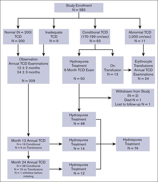 CONSORT diagram for the SACRED trial. A total of 283 Hispanic children with SCA received serial TCD screening using trained local medical graduates. Those with conditional TCD velocities were eligible for hydroxyurea treatment.