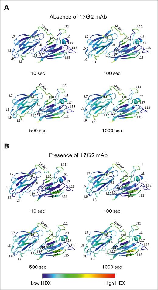 HDX patterns for the ADAMTS13 CUB1-2 domains. (A-B) HDX heat maps in the rainbow color scale (blue, low HDX; red, high HDX) plotted onto the ADAMTS13 CUB1-2 crystal structure (PDB ID: 7B01) reflecting the relative fractional deuterium uptake at the 10, 100, 500, and 1000 seconds incubation time points in absence (A) and presence (B) of the 17G2 mAb. In these annotated structures, the antiparallel β-strands are intertwined by loops or an α-helix to form a jelly roll fold.8
