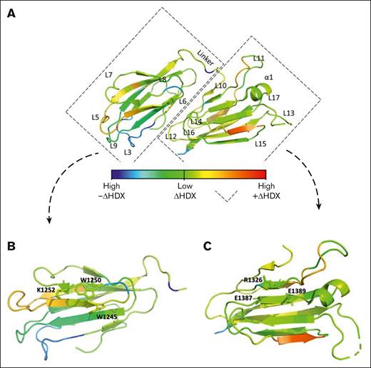 Differential HDX pattern of the ADAMTS13 CUB1-2 domains. (A) Differential HDX heat map in the rainbow color scale (blue, high –ΔHDX; green, low ΔHDX; red, high +ΔHDX) plotted onto the ADAMTS13 CUB1-2 crystal structure reflecting the difference in relative fractional deuterium uptake in 17G2 mAb presence and absence at the 1000 seconds incubation time point. (B) Inset of the differential HDX heat map for the ADAMTS13 CUB1 domain with the Trp1245, Trp1250, and Lys1252 residues of the contiguous surface that interact with the spacer domain presented as green–colored sticks reflecting minimal HDX difference in presence and absence of the 17G2 mAb. (C) Inset of the differential HDX heat map of the ADAMTS13 CUB2 domain with the Arg1326, Glu1387, and Glu1389 residues of the contiguous surface presented as light-green–colored sticks reflecting minimal HDX difference in presence and absence of the 17G2 mAb.