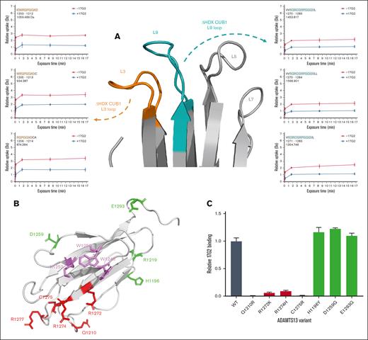 Binding epitope of the anti-ADAMTS13 CUB1 mAb 17G2. (A) Section of the CUB1-2 domains presenting the ADAMTS13 CUB1 L3 (in orange), L5, L7, and L9 (in cyan) loops, differences in HDX (ΔHDX) are presented by the deuterium uptake plots for each binding epitope loop. (B) Cartoon representation of the CUB1 domain (light gray) with mutated, single residues presented as sticks. The L3 and L9 loop mutations are colored in red, whereas the control mutations are indicated in green. The CUB1 residues of the contiguous surface that docks on the S domain are colored in violet.8 Of note, the D1204H substitution is located at the backside of the CUB1 domain and is visually covered by the front β-strands of CUB1. (C) Abolished binding of the 17G2 mAb to single residue, full-length ADAMTS13 mutants (Q1210R, R1272K, R1274H, and C1275R) captured on our anti-MP mAb 3H9, confirmed the CUB1 L3 and L9 loops as the HDX-identified mAb epitope, whereas the mAb 17G2 could bind the 3H9-captured ADAMTS13 mutants with control mutations outside the L3 or L9 loops (H1196Y, D1259G, and E1293G) equally well compared to wild-type (WT) ADAMTS13.
