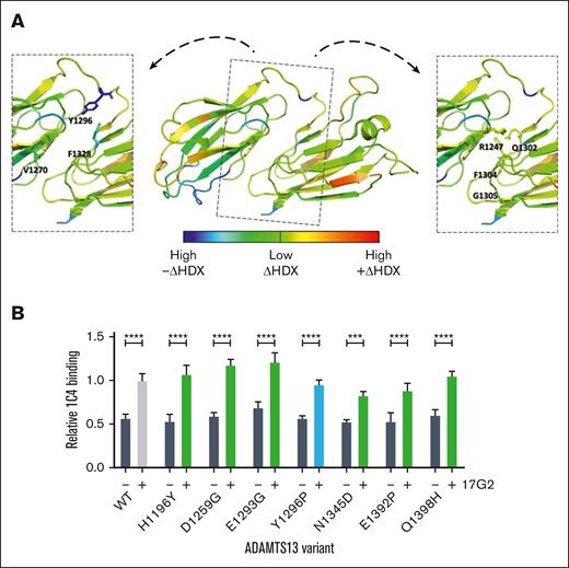 Structural effects of the 17G2 mAb binding on the CUB1-2 interface. (A) Differential HDX heat map in the rainbow color scale (blue, high –ΔHDX; green, low ΔHDX; red, high +ΔHDX) plotted onto the ADAMTS13 CUB1-2 crystal structure with insets highlighting CUB1-2 interface residues that became less (Val1270, Tyr1296, and Phe1328) or more (Arg1247, Gln1302, Phe1304, and Gly1305) mobile upon 17G2 mAb binding. Our mAb 1C4 recognizes a conformationally sensitive epitope in the spacer domain of open ADAMTS13. All control CUB1-2 mutants (green) showed a similarly closed conformation as WT ADAMTS13. (B) Despite its lowered mobility upon 17G2 binding, the conformation of the Y1296P interface mutant (blue) remained similarly closed as for WT ADAMTS13, whereas its conformation could still be opened by preincubation of the 17G2 mAb.
