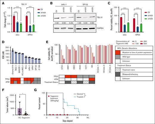 Targeting TBL1X is cytotoxic to MCL cells.TBL1X-specific shRNA KD in MCL cell lines (n = 2) using 2 constructs (sh425 and sh525) compared with an empty vector (EV) control: (A) TBL1X transcript levels (quantitative reverse transcription polymerase chain reaction, 1 day after transduction), (B) TBL1X protein levels (immunoblot, 4 days after transduction), and (C) cell viability. (D) Tegavivint sensitivity (IC50 at 24 hours) of 9 MCL cell lines (n = 9). (E) Cytotoxicity in samples from patients with MCL (n = 6) treated with tegavivint (18 hour). Subcutaneous murine MCL cell line model receiving tegavivint (n = 7; 30 mg/kg, IV, twice weekly) or VC (n = 7); (F) tumor volume at day 13 after engraftment and (G) Kaplan-Meier plot with log-rank Mantel-Cox analysis. Median OS was 20 days (range, 16-32) for drug-treated animals vs 16 days (range, 16-17) for VC-treated animals (P = .0230, hazard ratio = 2.213). Cell viability was determined for all experiments by annexin-V/PI staining and flow cytometry. Ann, annexin-V; FC, flow cytometry; GAPDH, glyceraldehyde-3-phosphate dehydrogenase; PI, propidium iodide. ∗P < .05; ∗∗P < .01; ∗∗∗P < .001; ∗∗∗∗P < .0001.