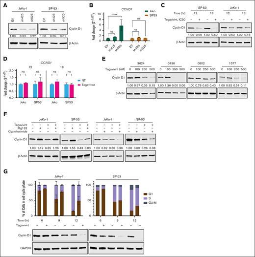 Targeting TBL1X results in cyclin D1 depletion and cell cycle arrest in MCL cells. Cyclin D1 protein and CCND1 RNA levels in MCL cell lines (n = 2) after (A-B) TBL1X shRNA KD with specific constructs (n = 2; sh425 and sh525) compared with EV control or (C-D) tegavivint treatment (IC50, 12-18 hours) compared with DMSO control. (E) Cyclin D1 protein levels in primary MCL patient samples (n = 3) treated with tegavivint (18 hours, 0-500 nM). (F) Cyclin D1 protein levels in MCL cell lines (n = 2) treated with proteasome inhibitor Mg132 or translation inhibitor cycloheximide combined with tegavivint compared with tegavivint-only treated cells. Cells were first treated with tegavivint (IC50), then MG132 (10 μM) or cycloheximide (10 μg/mL) was added for the last 1.5 or 1 hour(s), respectively, for a total incubation time of 18 hours. (G) Cell cycle phase analyses (propidium iodide staining and flow cytometry) and cyclin D1 protein levels (immunoblot) in pharmacologically synchronized (500 nM palbociclib) MCL cell lines (n = 2) treated with tegavivint (IC50, 6-12 hours). Tegavivint IC50 concentrations = 95 nM for JeKo-1 and 65 nM for SP-53. DAPI, 4′,6-diamidino-2-phenylindole; GAPDH, glyceraldehyde-3-phosphate dehydrogenase; G1, gap 1 phase; G2/M, gap 2 phase/mitosis; hr, hour; ns, not significant; S, synthesis phase. ∗P < .05; ∗∗P < .01; ∗∗∗P < .001; ∗∗∗∗P < .0001.